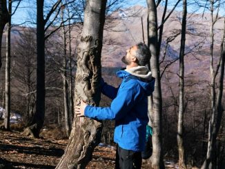 forest bathing
